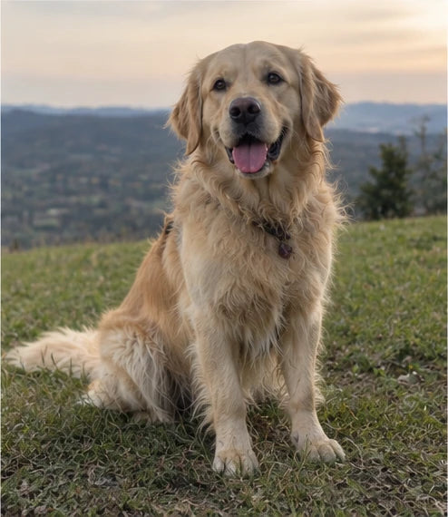 Muffin, a golden retriever and Trimvoro brand dog, sitting on a grassy hill at sunset