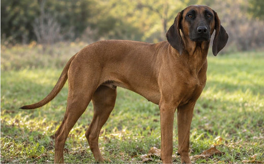 Teddy, a red hound and Trimvoro brand dog, standing on grass in the sun
