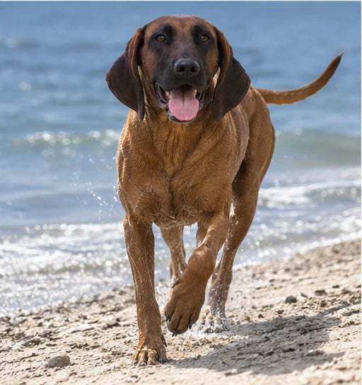 Teddy, a red hound and Trimvoro brand dog, walking on the beach by the waves